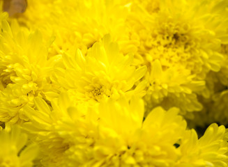 Close up of yellow flower for decorated wall paper