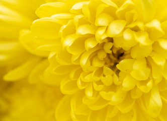 Naklejka na ściany i meble Close up of yellow flower for decorated wall paper