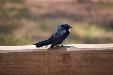 The willie (or willy) wagtail bird on the wood Australia Gold Coast 