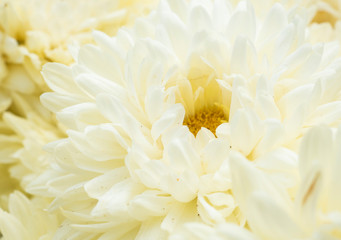 Close up of yellow flower for decorated wall paper