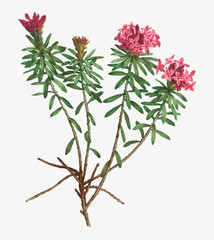 Blooming Garland flowers