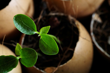 Planting of young papaya tree in used egg shell, clever idea of making use of recycled materials that good for economic and global saving, avoid pollution problem, with space for write wording