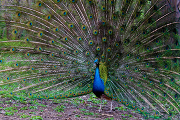 Obraz premium peacock with feathers