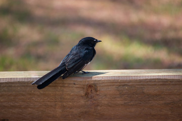 The willie (or willy) wagtail bird on the wooden fence in the park Australia Gold Coast