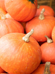 Close up of Pumpkins on Sunday market