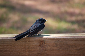 The willie (or willy) wagtail bird on the wooden fence posing Australia Queensland