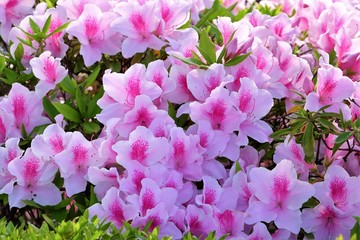 爽やかな皐月の花