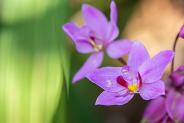 pink orchid flowers in wild filed