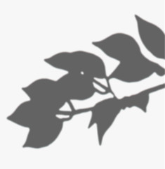 Leaves shadow on a white wall