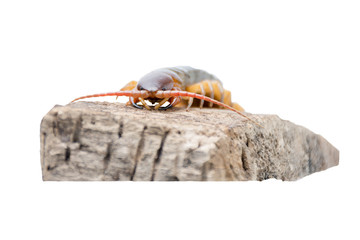 Chilopoda is an invertebrate in Found in tropical areas Live on land Most of the body length from 3-8 cm. White background clipping paths.