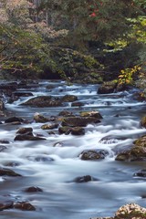 Smoky Mountain Stream 