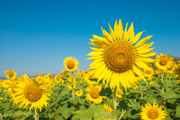 Beautiful blooming sunflowers in field farming garden with clear sunny day blue sky background in the summer morning, Thailand. Sunflowers oil is the non-volatile oil from seeds.