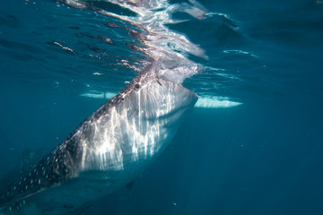 Naklejka premium Whale shark feeding