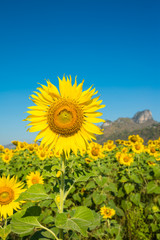 Beautiful blooming sunflowers in field farming garden with clear sunny day blue sky background in the summer morning, Thailand. Sunflowers oil is the non-volatile oil from seeds.