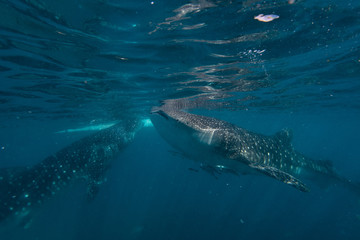 Feeding whale sharks