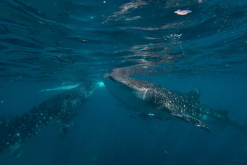 Fototapeta premium Feeding whale sharks