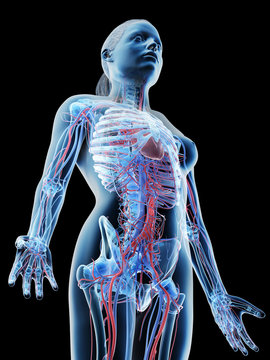 3d rendered illustration of a females vascular system of the upper body