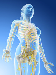 3d rendered illustration of a females nervous system of the upper body