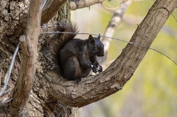 Black Squirrel on tree branch
