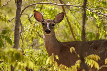 Female Adult Deer in Wood area surrounded by trees