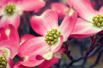 Fototapeta na wymiar Pink Dogwood Flower blossom, close up