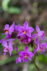 purple orchid flowers in wild filed with green leaves
