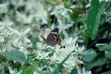 Brown, White, Black, Orange colored Butterfly or Moth on white wild flowers