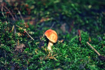 Single Mushrooms growing on forrest floor 