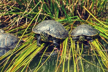 Three turtles sitting in pond reeds and cattails plants 