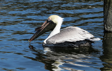 pelican in the water after catching a fish with the fish sticking out of his beak