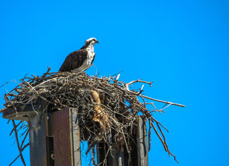 Osprey sitting on its nest in Florida on a clear blue sky day