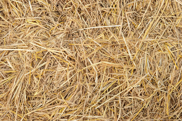 Dry yellow straw grass background texture closeup wallpaper.