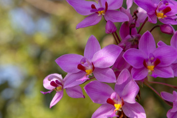pink orchid flowers in wild filed 