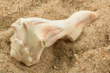 shells sand close beach