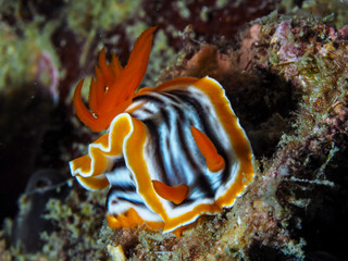 orange sea slug as known nudibranch on sea coral underwater 