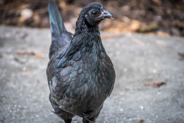An uncommon Ayam Cemani in Jacksonville, Florida