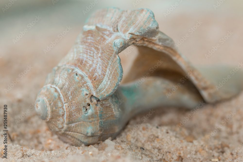 Wall mural shells sand close beach