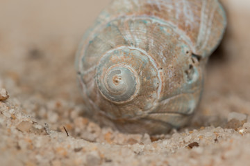 shells sand close beach
