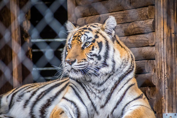 A black transverse stripes Siberian Tiger in Jacksonville, Florida