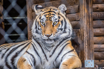 A black transverse stripes Siberian Tiger in Jacksonville, Florida