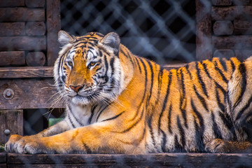 A black transverse stripes Siberian Tiger in Jacksonville, Florida