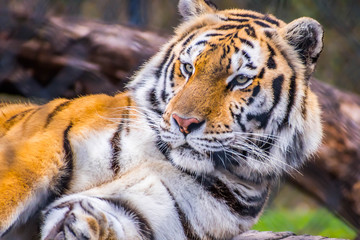 A black transverse stripes Siberian Tiger in Jacksonville, Florida
