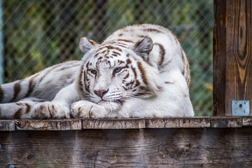 A black stripes White Tiger in Jacksonville, Florida