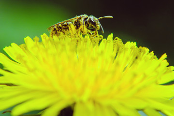 CloseUp wasp pollinating on a dandelion flower on a green meadow. Nature background. 
