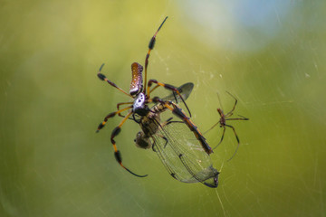 Spider in web with dragonfly feeding