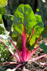 Rainbow chard growing in vegetable garden, vertical view