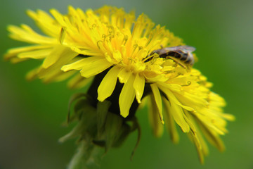 Closeup insect on dandelion flower on a green meadow. Nature background. 