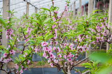 Fototapeta na wymiar Peach trees blossom in Greenhouse