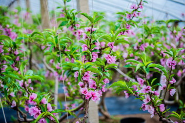 Fototapeta na wymiar Peach trees blossom in Greenhouse
