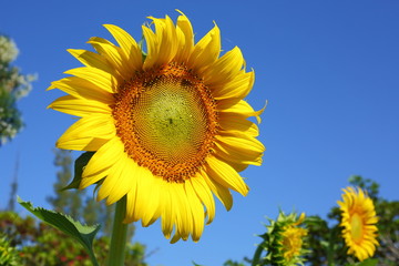 Naklejka premium beautiful sunflower blossom blooming in the morning day of springtime